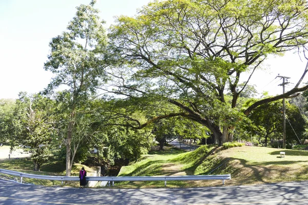 Mujer en vestido académico de pie en el camino junto a un gran árbol —  Fotos de Stock