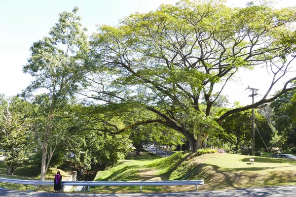 Femme en robe académique debout sur la route à côté du grand arbre — Photo