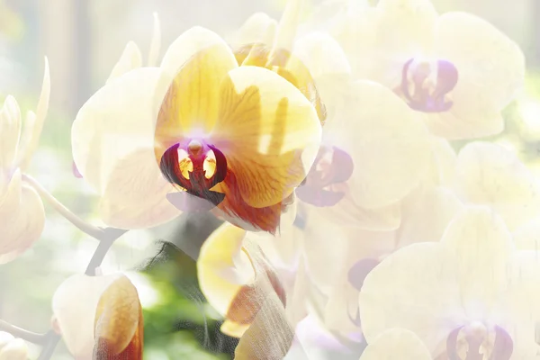 Bloeien paars oranje orchidee bloem met vrouw shadow - dubbele — Stockfoto