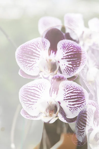 Fioletowy kwiat Orchidea z kobieta cienia - Dwuosobowy akresie kwitnący — Zdjęcie stockowe