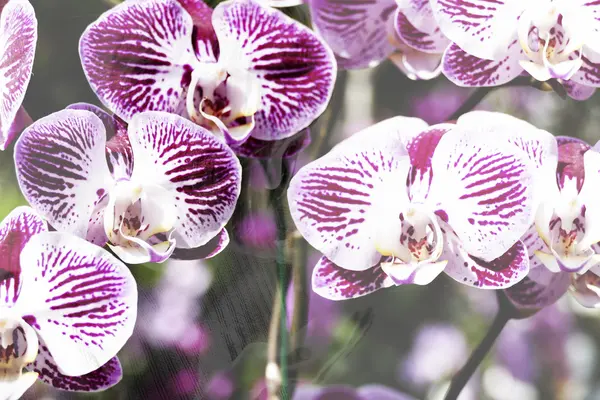 Kvetoucí fialová orchidej květina s žena shadow - dvojí expozici — Stock fotografie
