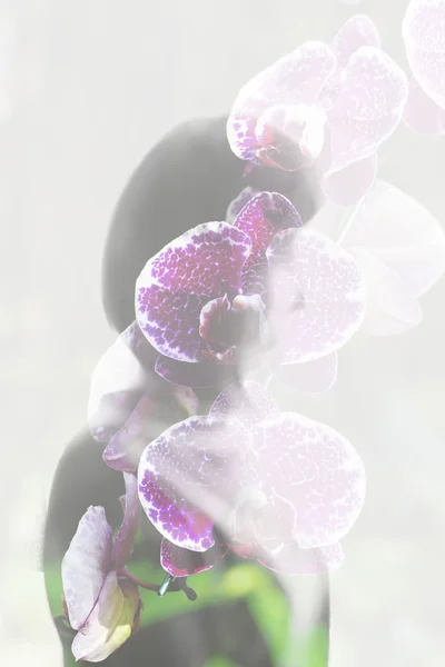 Flor flor de orquídea púrpura con sombra de mujer - exposición doble —  Fotos de Stock