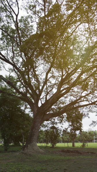 Árbol grande en parque con el fondo de la luz del sol — Foto de Stock