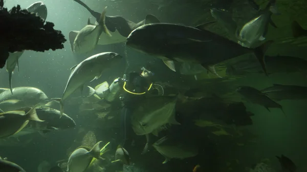 scuba diver feed fish in aquarium