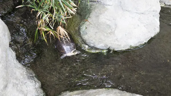 Želvy ve vodě potoka — Stock fotografie