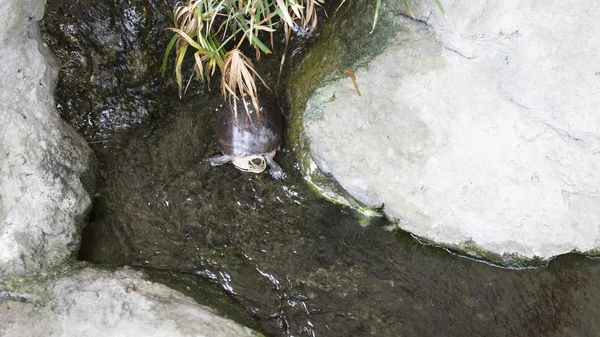 Tortue dans le ruisseau — Photo