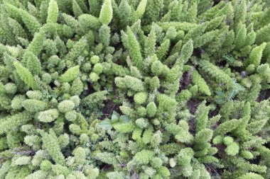 arka plan olarak kullanmak için yeşil bitki 