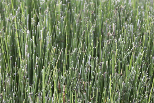 Pianta verde da utilizzare come sfondo astratto — Foto Stock