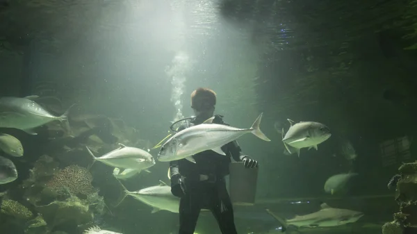 Scuba diver feed fish in aquarium — Stock Photo, Image
