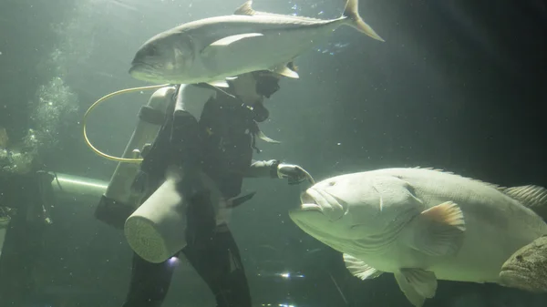 Scuba diver feed fish in aquarium — Stock Photo, Image