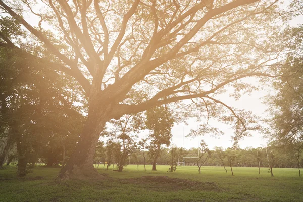Árbol grande en parque con el fondo de la luz del sol — Foto de Stock
