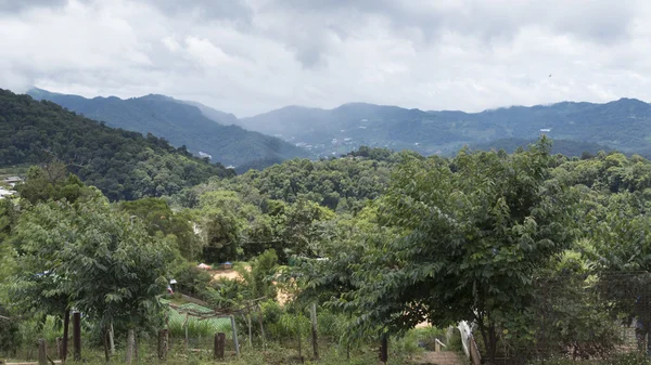 Вид на горный холм и тропический лес — стоковое фото