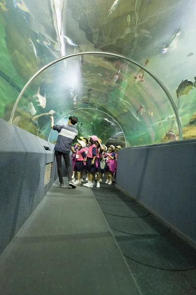 As pessoas observam peixes no túnel aquático — Fotografia de Stock