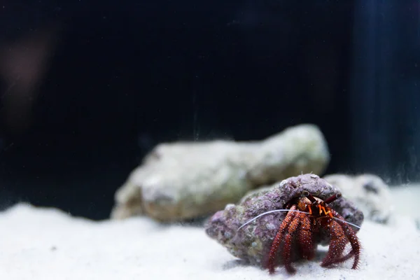 hermit crab in water tank aquarium