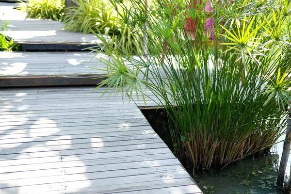 Feuilles Papyrus Plante Poussant Dans Étang Côté Passerelle Bois Dans — Photo