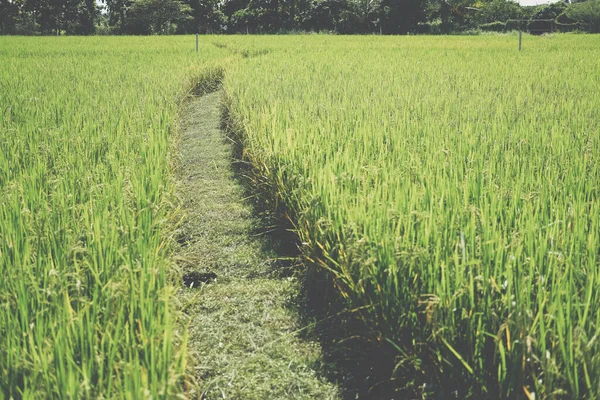 Дорожка Рисовом Поле Сельская Ферма — стоковое фото