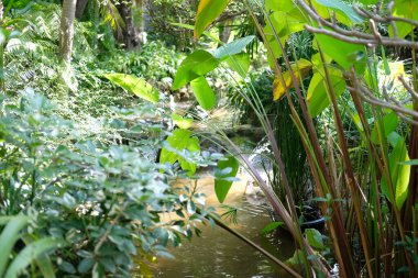 Bahçe parkındaki göletin yanında yeşil yapraklar var.