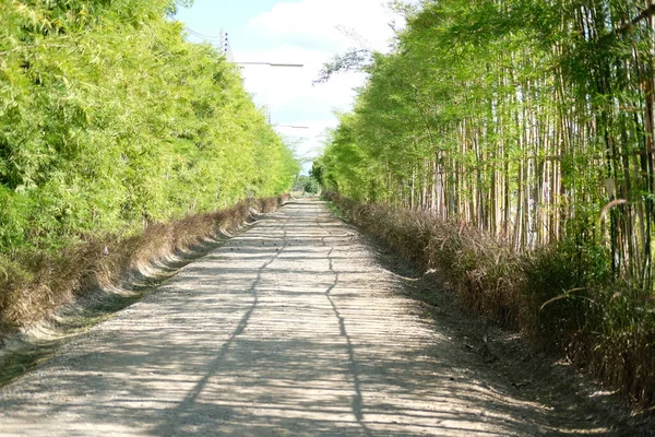 Árvore Bambu Alta Crescendo Ambos Lados Estrada — Fotografia de Stock