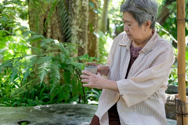 亚洲老年人老年老年妇女在花园检查植物 — 图库照片