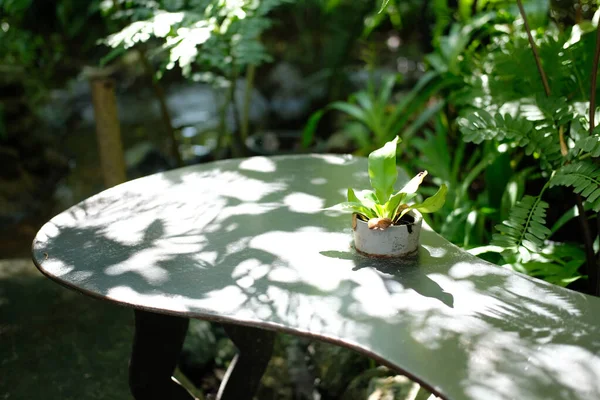 Πράσινα Φύλλα Φυτό Γλάστρα Διακόσμηση Καρέκλα Στο Πάρκο Κήπο — Φωτογραφία Αρχείου