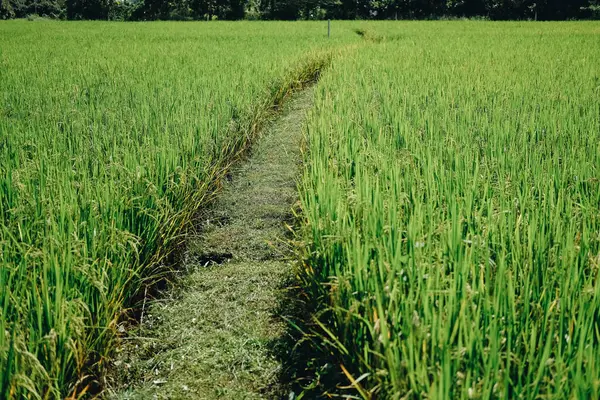 Jalan Setapak Sawah Pertanian Pedesaan — Stok Foto