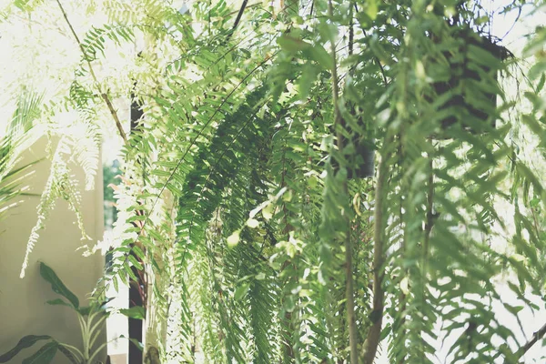 Зелене Листя Папороті Рослина Прикрашає Саду — стокове фото