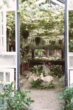 Çiçek ağacı, bahçedeki ahşap çardakta yetişiyor.