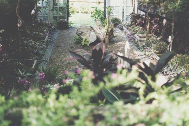 Çiçek ağacı, bahçedeki ahşap çardakta yetişiyor.