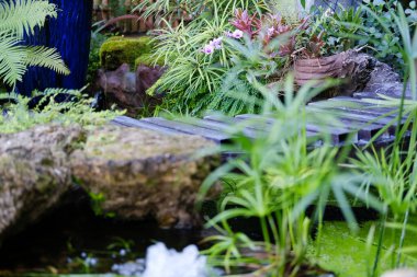 Bahçe parkında yeşil yapraklı bitki süsleme