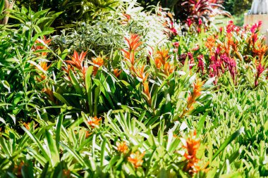 Bromeliad vazo bitkisi bahçede yetişiyor.