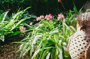 Bahçede yetişen pembe orkide yaprakları.