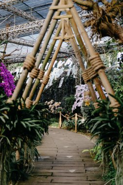 Bahçedeki parkta çiçek açan beyaz falaenopsis orkidesi.