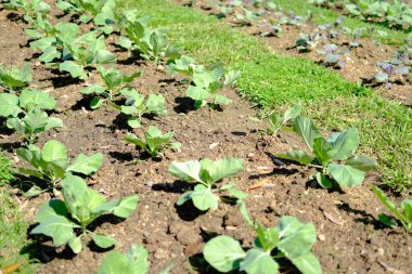 Bahçe çiftliğinde sebze yetişiyor.