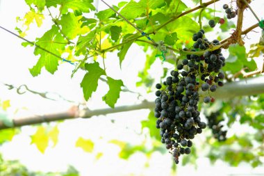 Üzüm bağı çiftliğinde üzüm ağacı yetiştiriyor. Bağcılık Bahçesi