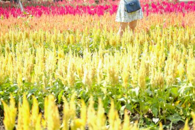 Çiçek açan Celosia Çiçekli horoz tarlası