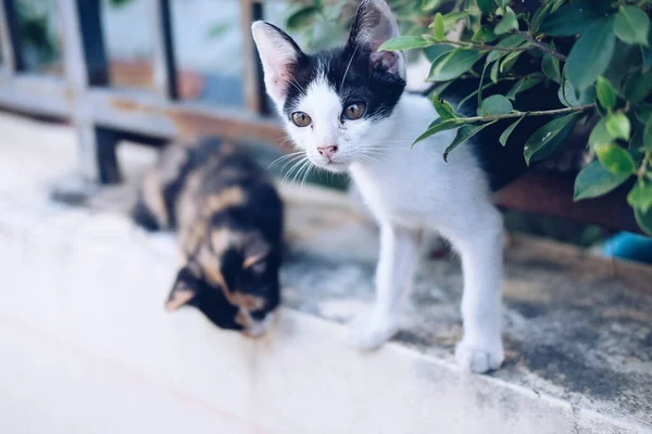 Lovely Pretty Adorable Cat Kitten Fence — Φωτογραφία Αρχείου