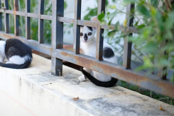 Lovely Pretty Adorable Cat Kitten Fence — Stock Photo, Image