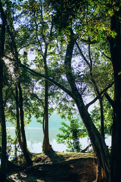 Árbol Lado Del Lago Estanque Parque Naturaleza Tranquila Paisaje — Foto de Stock