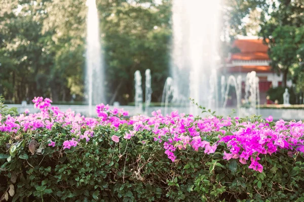 Fiore Rosa Bougainvillea Decorazione Giardino Con Fontana — Foto Stock