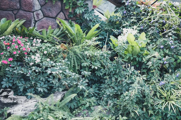 Green Leaves Foliage Plant Decorating Garden Park — Stock Photo, Image