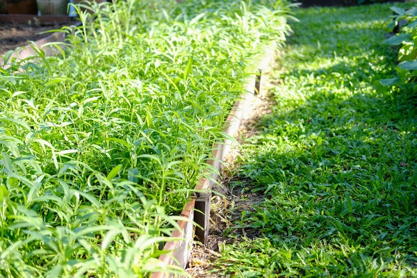 Água Chinesa Convolvulus Espinafre Manhã Glória Planta Crescendo Fazenda Horta — Fotografia de Stock