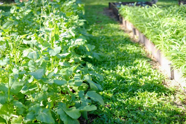 Rat Tailed Radish Vegetable Plant Growing Farm — Stock Photo, Image