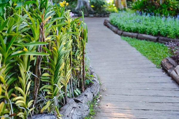 Orchid Flower Plant Decorating Walkway Garden — Stockfoto