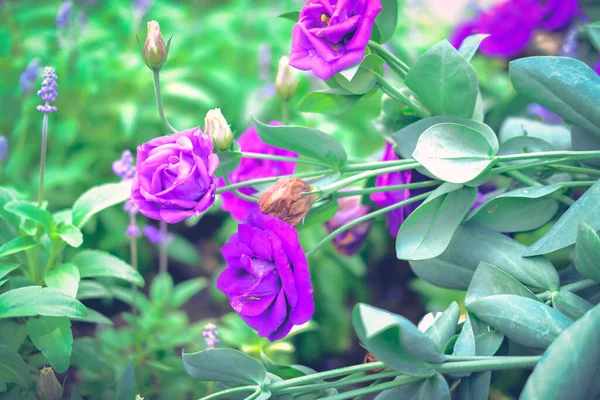 Purple Lysianthus Flower Plant Growing Garden — Φωτογραφία Αρχείου