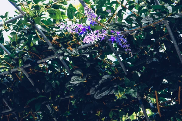 Guirnalda Púrpura Lija Flor Vid Árbol Creciendo Pérgola Arbour —  Fotos de Stock