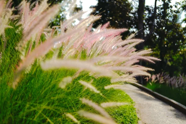 高山上的草场 — 图库照片