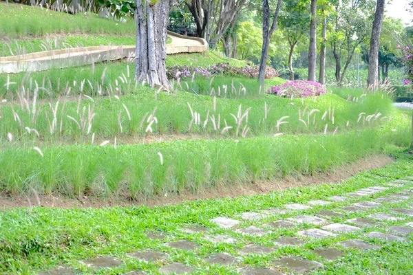 Jalan Samping Padang Rumput Bunga Padang Rumput Pegunungan — Stok Foto