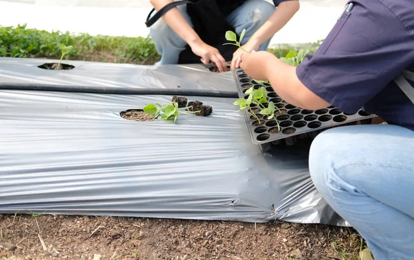 人工种植瓜树幼苗发芽 — 图库照片