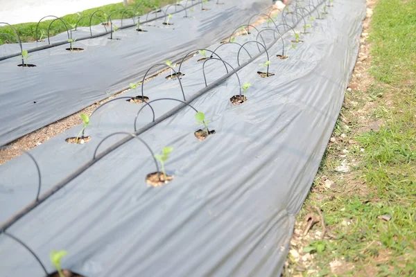 農地でメロンを栽培するための点滴灌漑システム — ストック写真