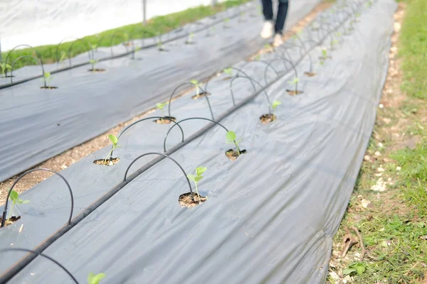 農地でメロンを栽培するための点滴灌漑システム — ストック写真
